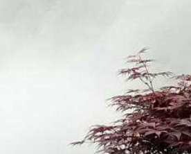 人造霧技術(shù)：在科學與美學的交匯處重構(gòu)環(huán)境體驗